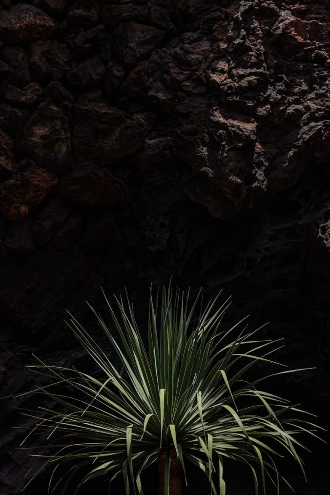 A striking yucca plant contrasts against a dark rocky cave surface.
